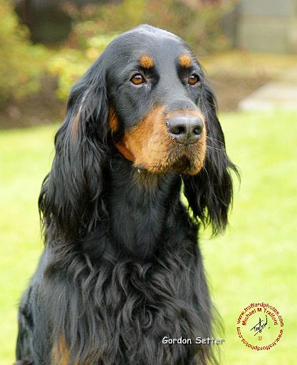 Gordon Setter 9T012D-141.JPG